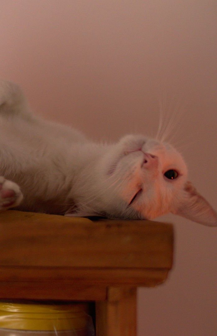 Una gata