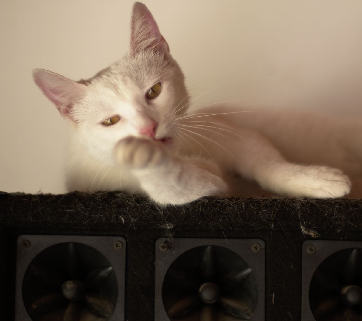 Una gata