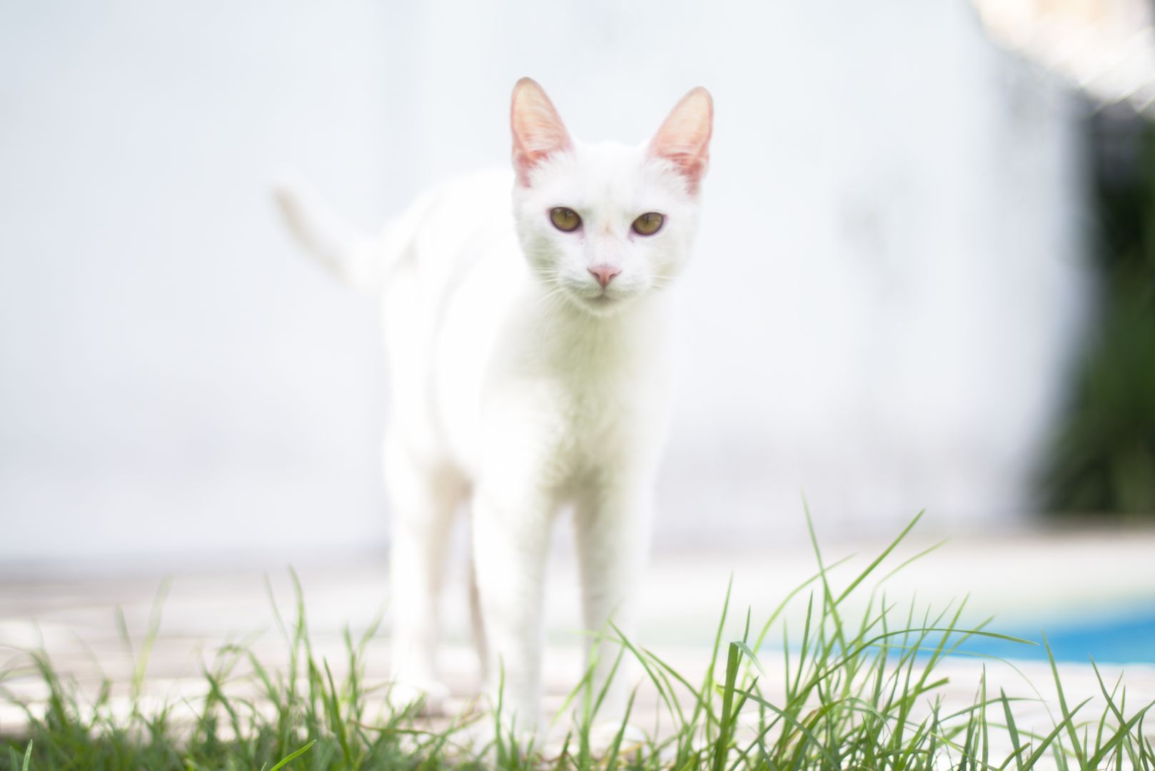 Una gata