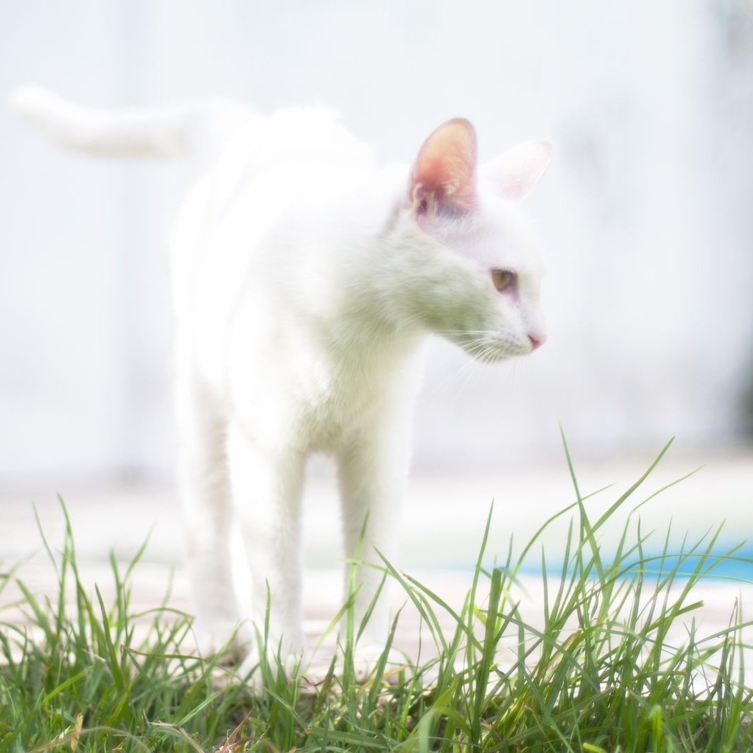 Una gata