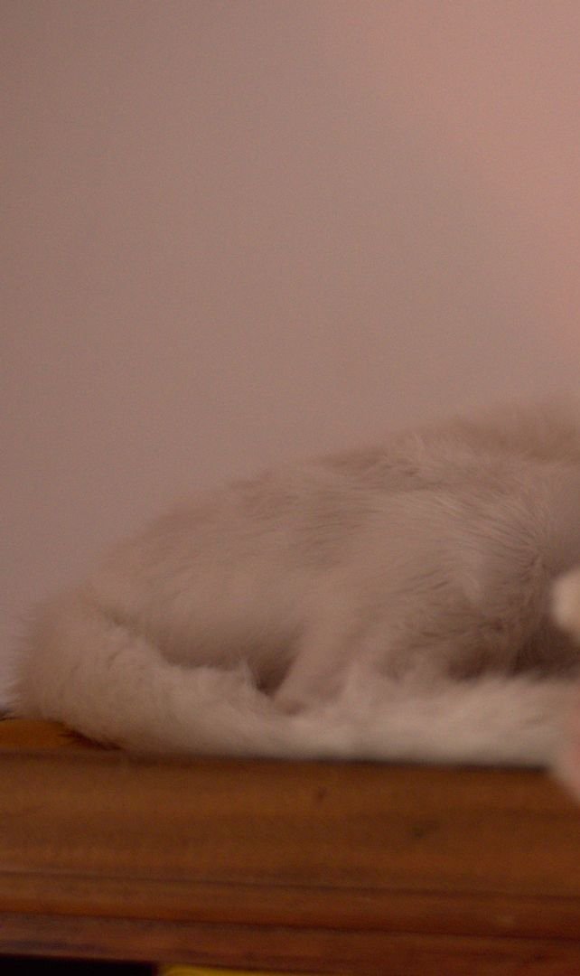 Una gata