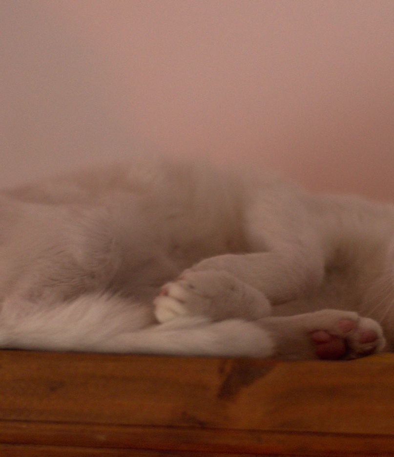 Una gata