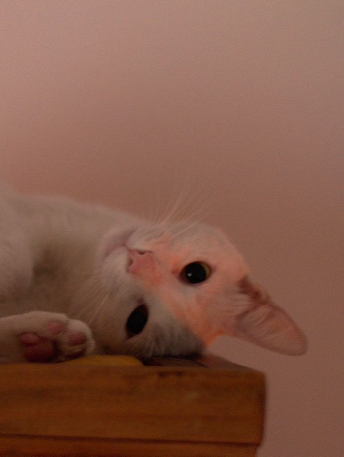 Una gata