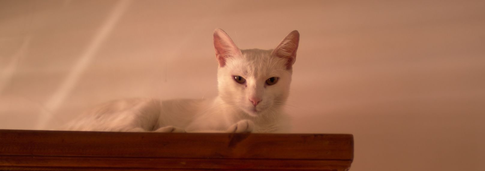 Una gata